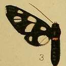 Image of Amata croceizona Hampson 1910
