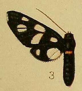 Image of Amata croceizona Hampson 1910