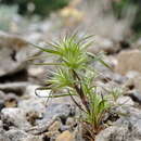 Image of Minuartia montana subsp. wiesneri (Stapf) Mc Neill