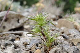 Image of Minuartia montana subsp. wiesneri (Stapf) Mc Neill