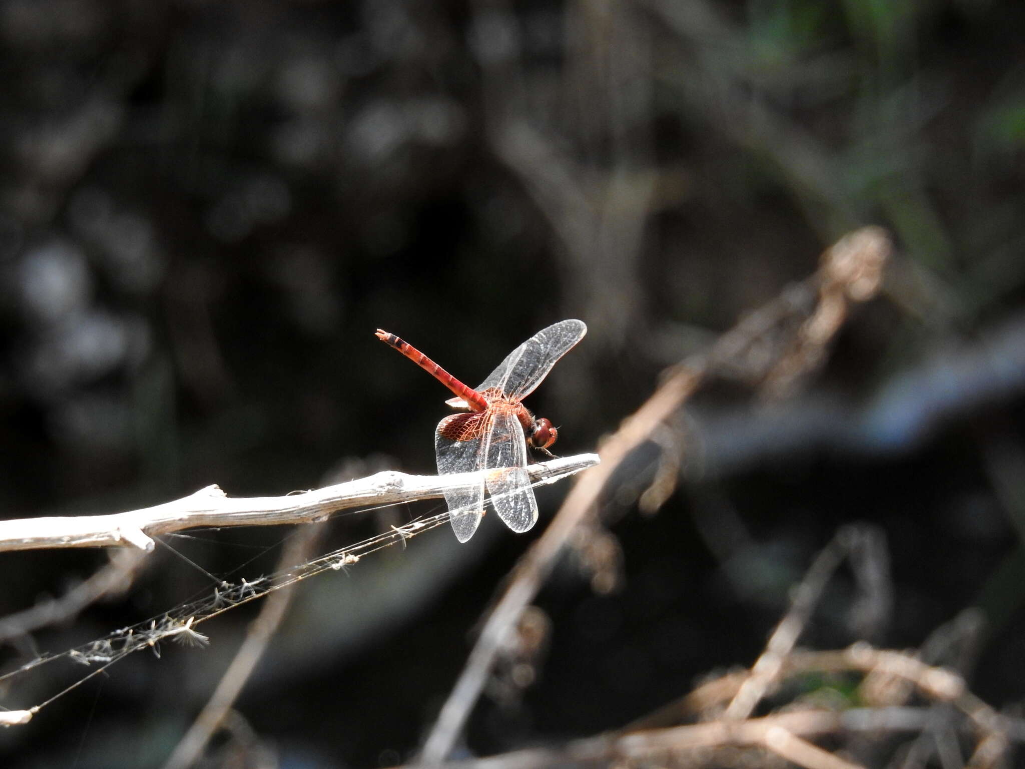 Слика од Erythrodiplax corallina (Brauer 1865)