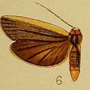 Image of Eilema heterogyna Hampson 1910