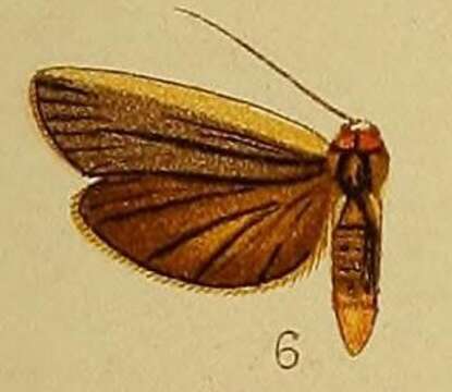 Image of Eilema heterogyna Hampson 1910