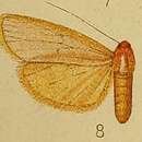 Image of Pseudlepista flavicosta Hampson 1910