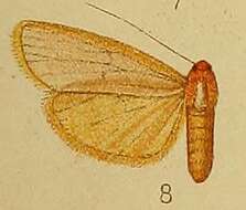 Image of Pseudlepista flavicosta Hampson 1910