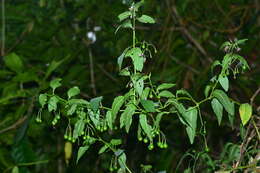 Слика од Solanum pittosporifolium Hemsl.