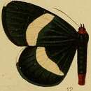 Image of Massaga tenuifascia Hampson 1910