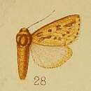 Image of Masalia albipuncta Hampson 1910