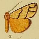 Image of Anaphosia pectinata Hampson 1910