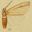 Image de Acantharctia tenuifasciata Hampson 1910