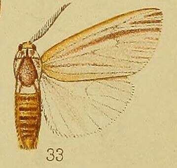 Image de Acantharctia tenuifasciata Hampson 1910