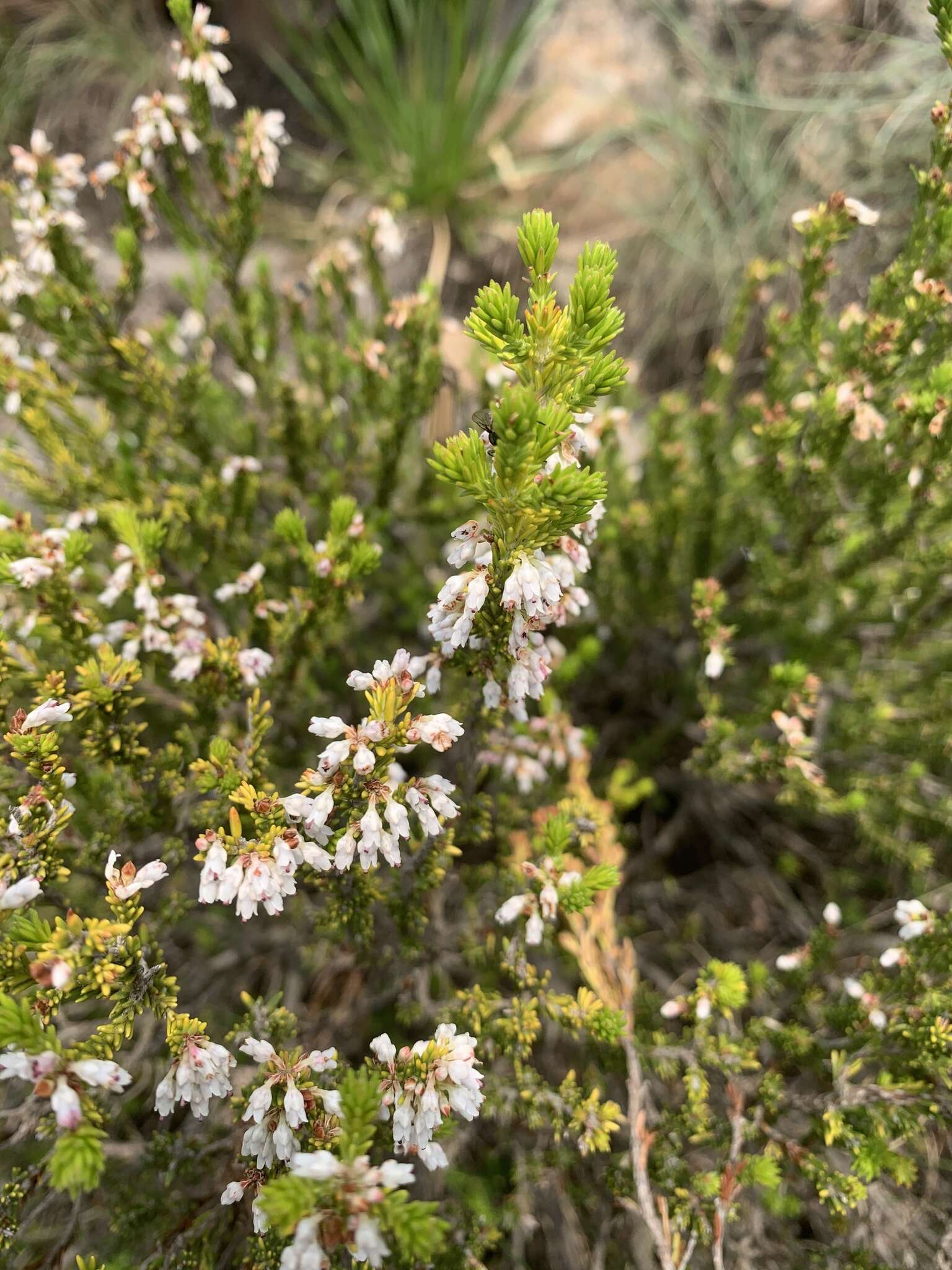 Слика од Erica caffrorum Bolus