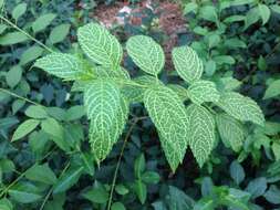 Image of Korean goldenbell tree