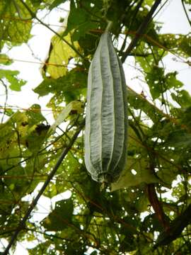 Image of sinkwa towelsponge