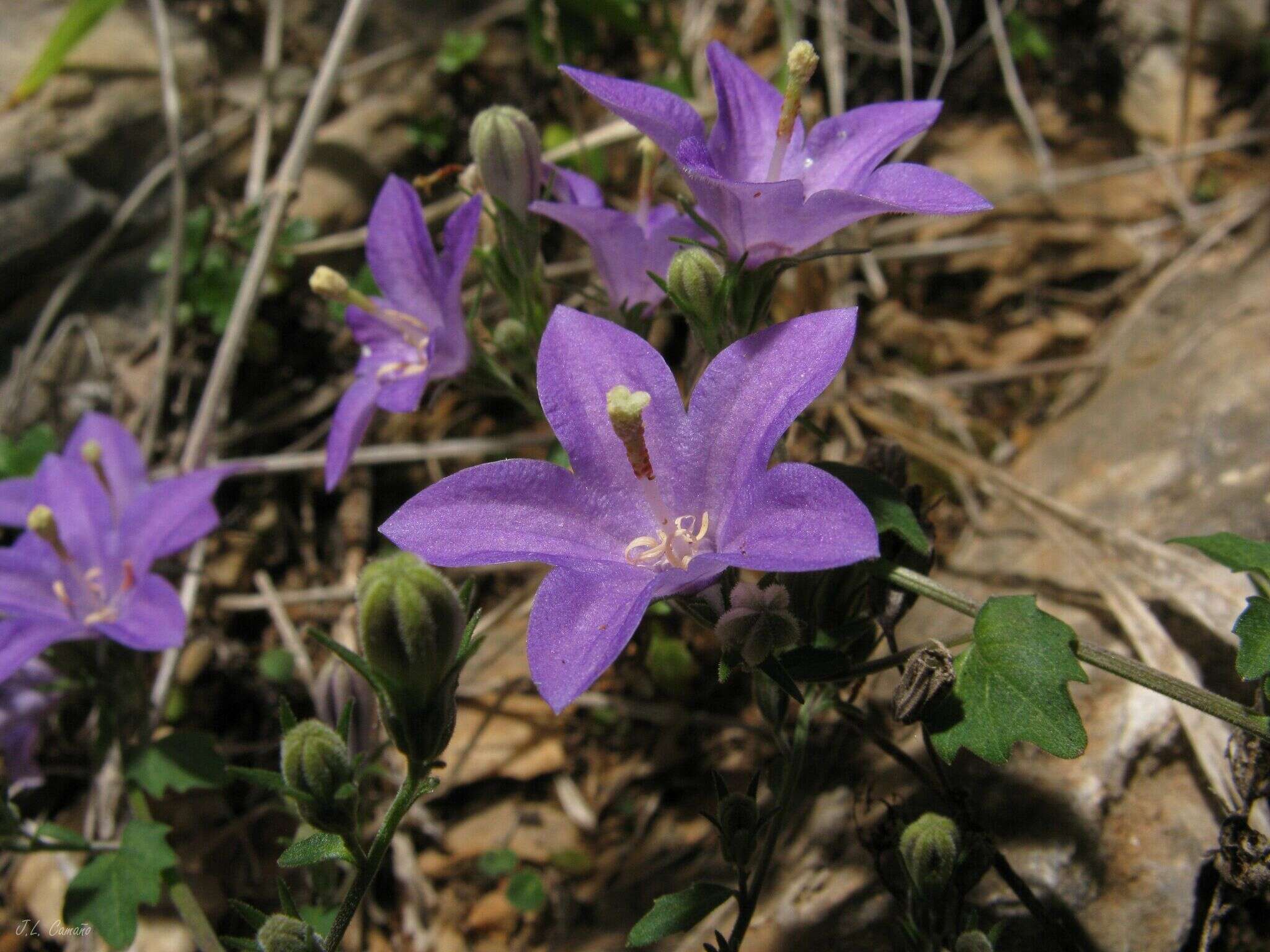 Image of Campanula arvatica subsp. adsurgens (Leresche & Levier) Damboldt