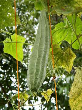 Image of sinkwa towelsponge