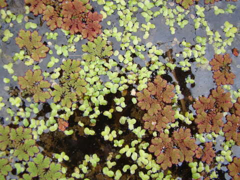 Image of Azolla rubra R. Br.