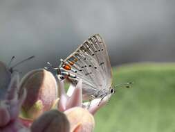 صورة Satyrium californica (Edwards 1862)