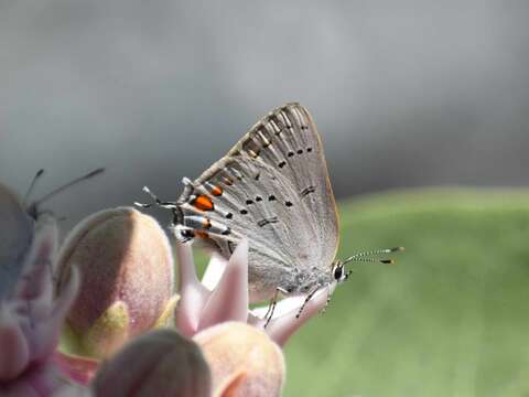 Image of California Hairstreak