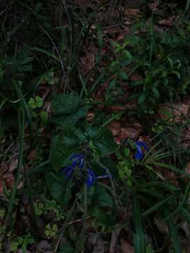 Salvia vitifolia Benth. resmi