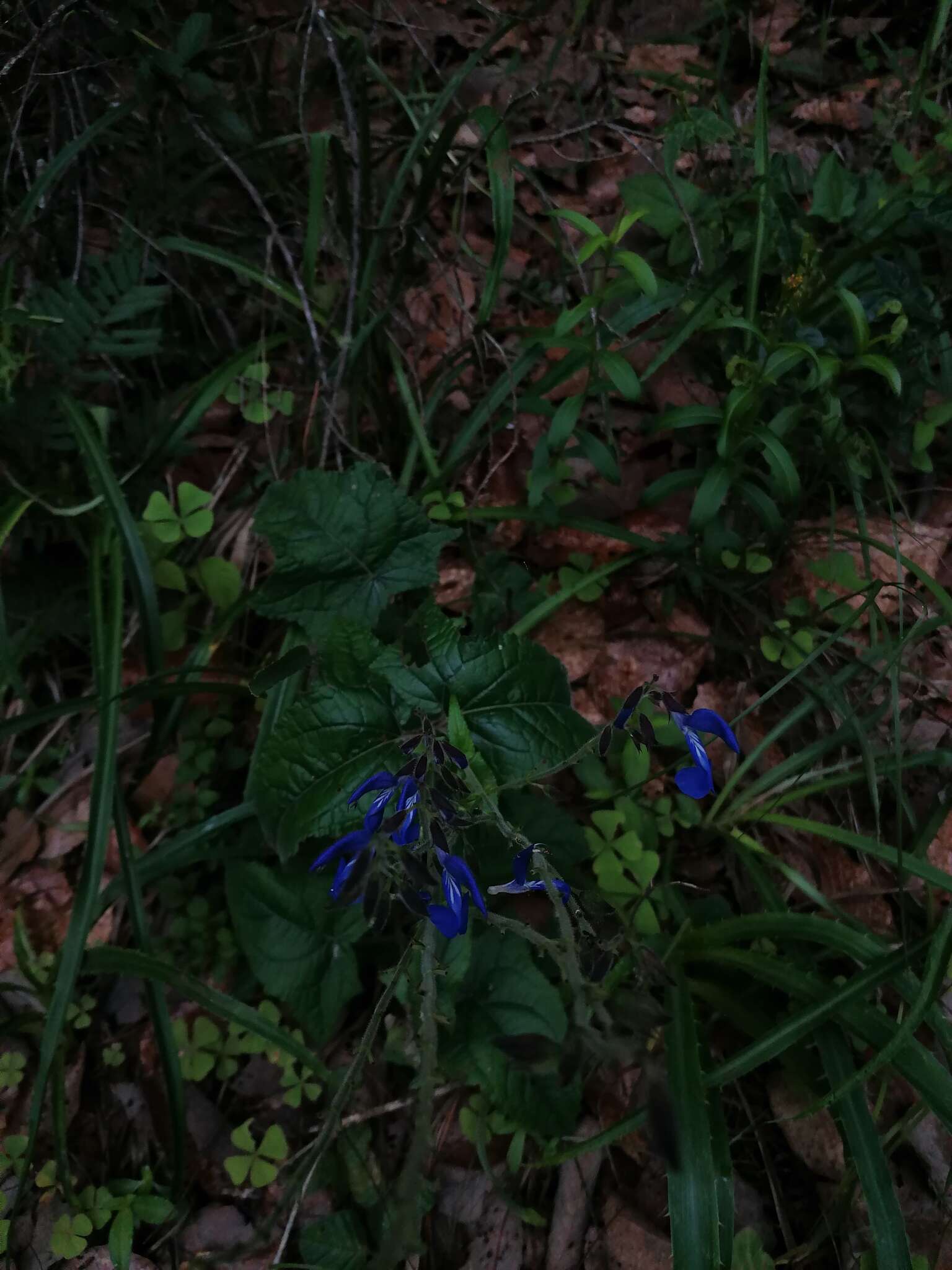 Salvia vitifolia Benth. resmi