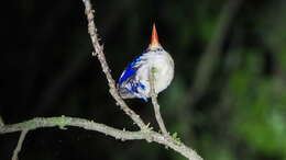 Image of Common Paradise Kingfisher