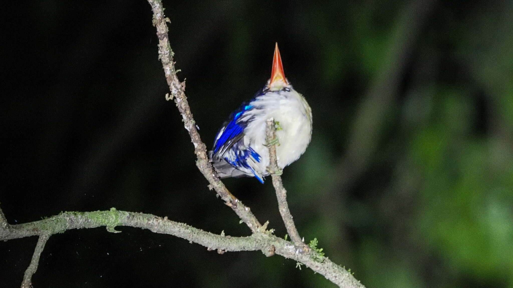 Image of Common Paradise Kingfisher