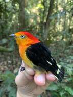 Image of Band-tailed Manakin