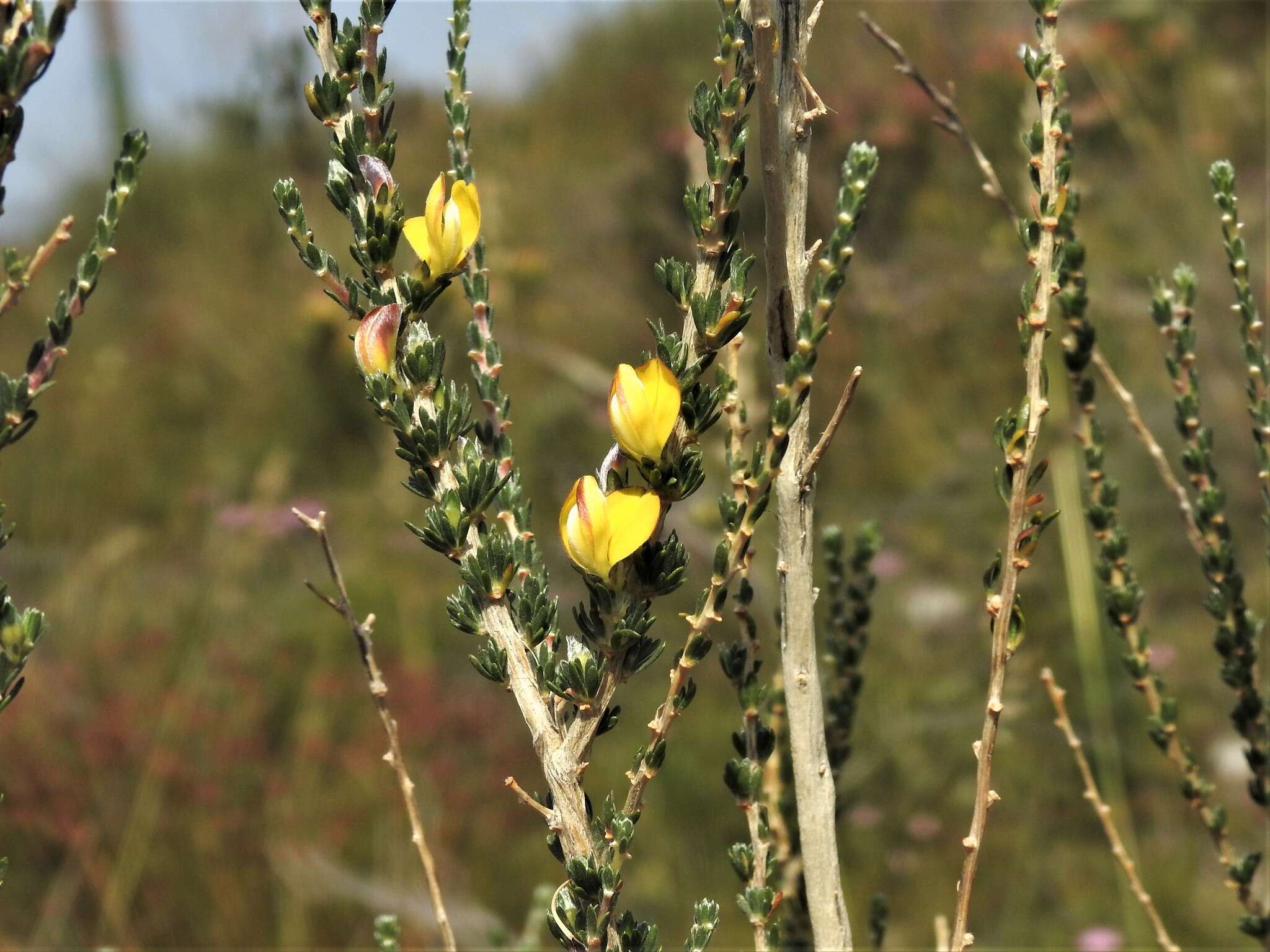 Imagem de Aspalathus oblongifolia R. Dahlgren