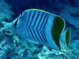 Image of Indian Ocean Chevron Butterflyfish