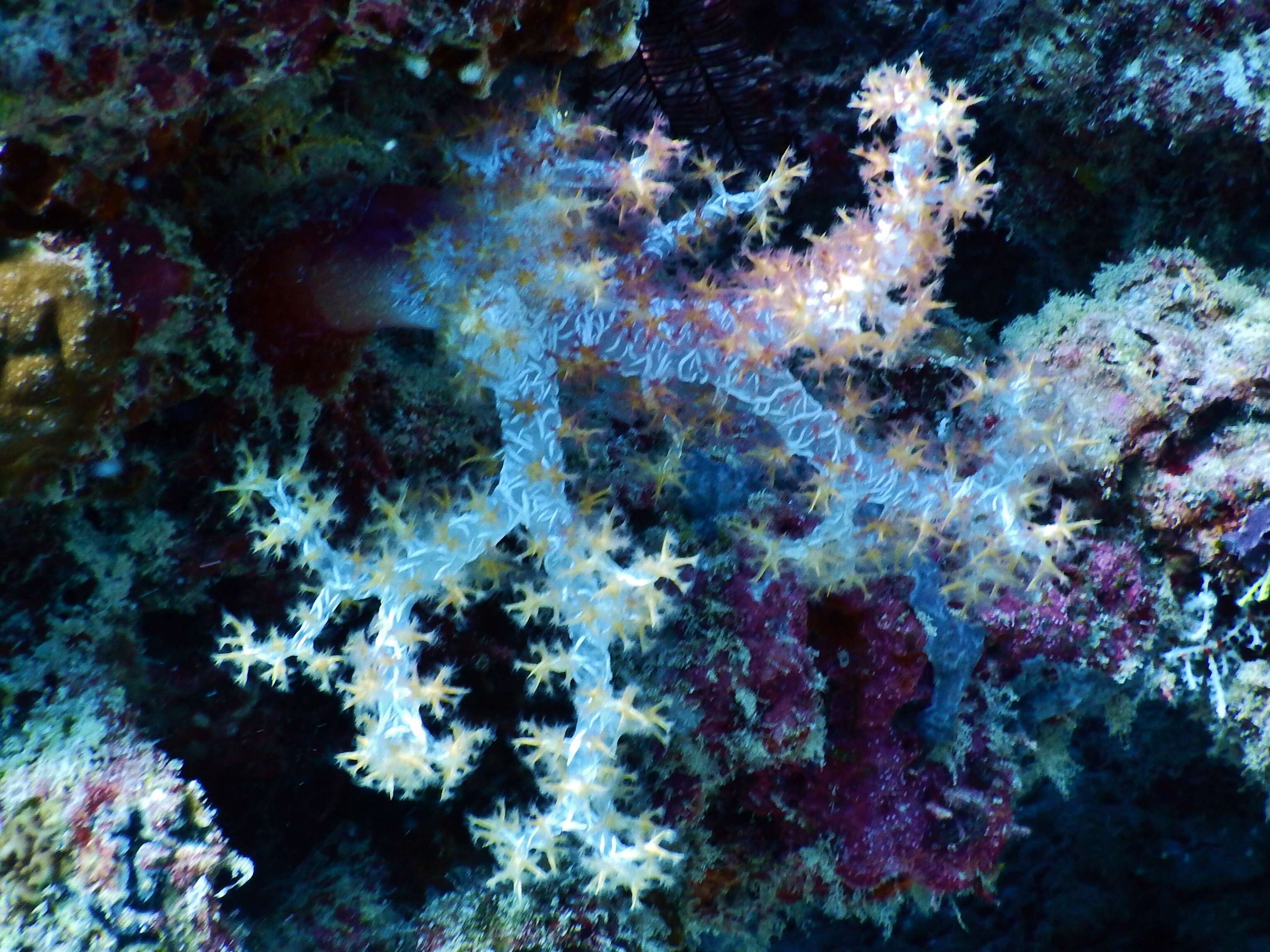 Image of Twotone soft coral