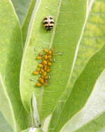 Image of Three-banded Lady Beetle