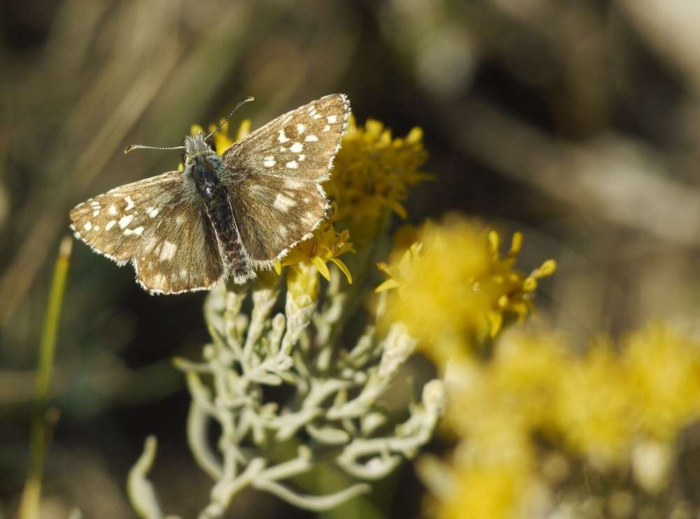 Image of oberthürs grizzled skipper