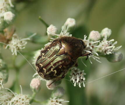 Image of Dark Flower Scarab