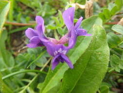 Image de Oxytropis revoluta Ledeb.