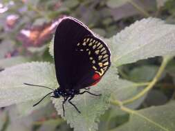 Image of Crimson Patched Longwing