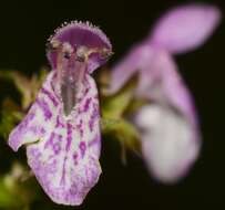 Image of Smooth Hedge-Nettle