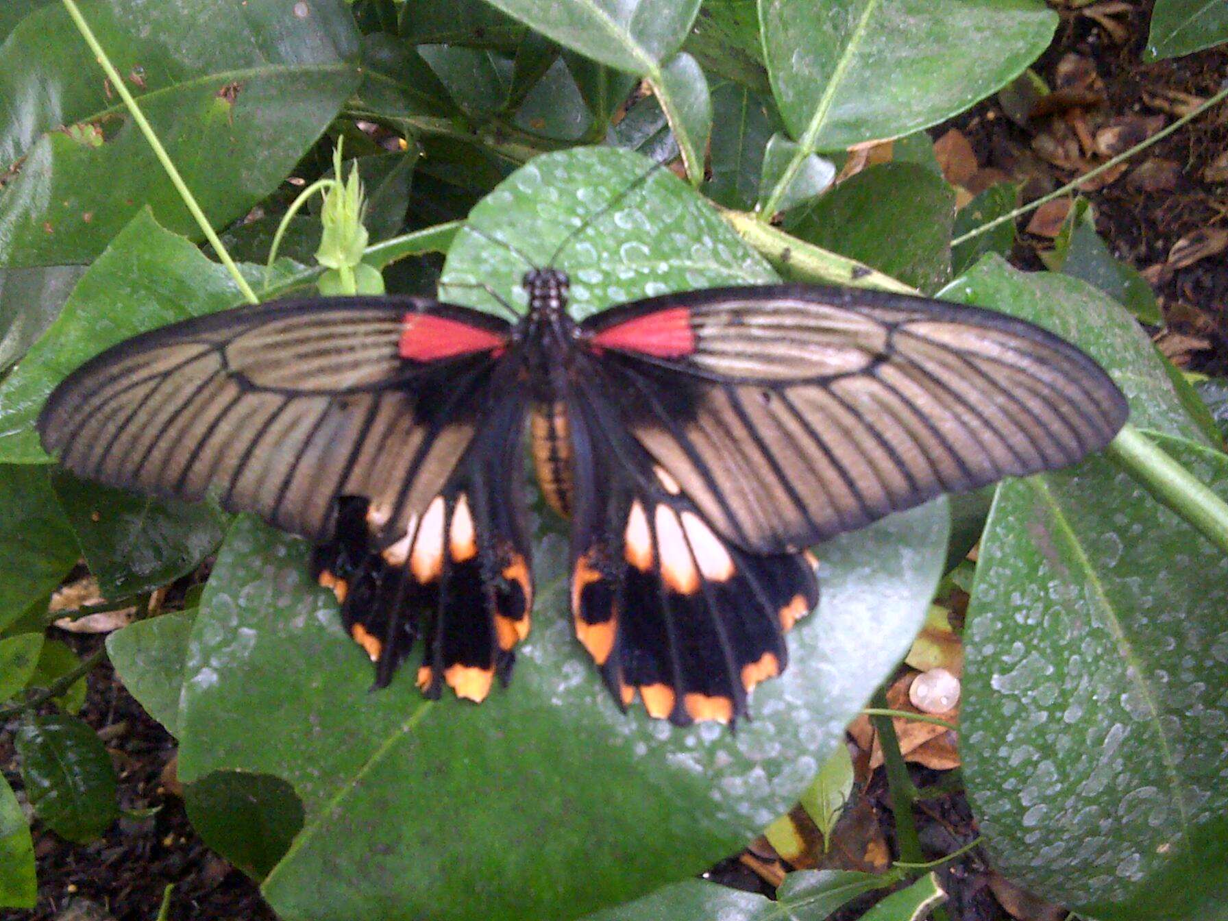 Sivun Papilio memnon Linnaeus 1758 kuva