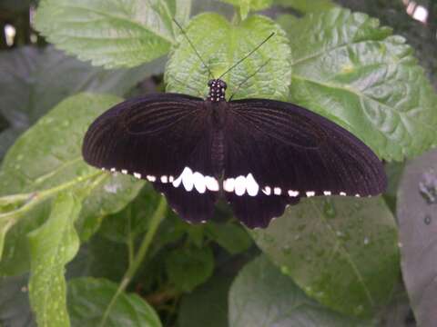 Sivun Papilio memnon Linnaeus 1758 kuva