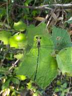 Image de Hypolestes hatuey Torres-Cambas 2015