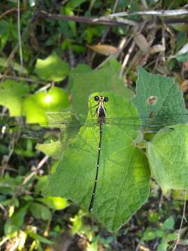 Image of Hypolestes hatuey Torres-Cambas 2015