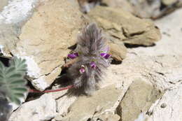 Image of downy prairie clover