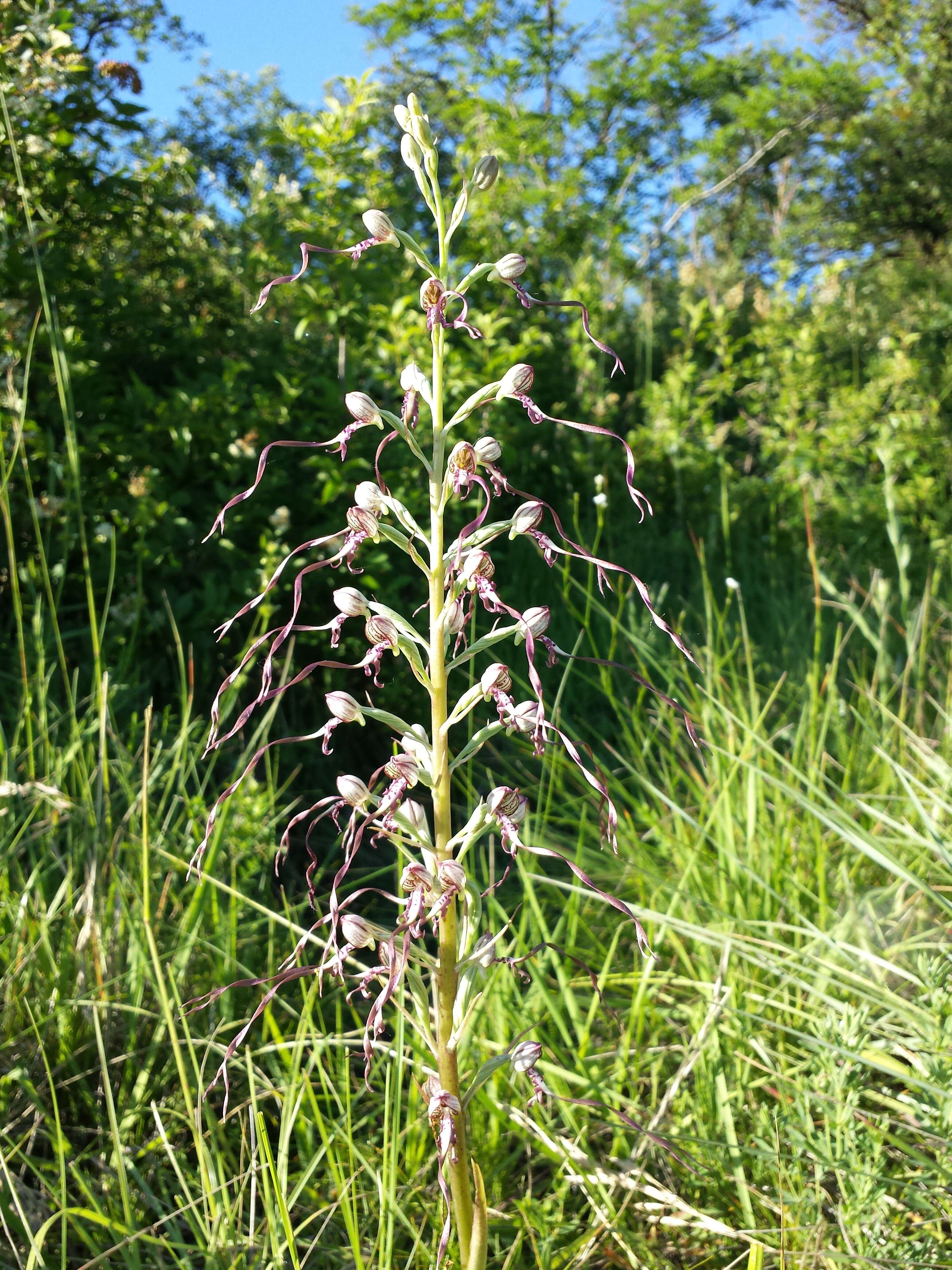 Image of Adriatic lizard orchid