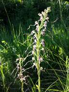 Image of Adriatic lizard orchid