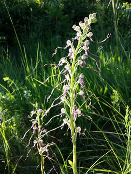 Image of Adriatic lizard orchid