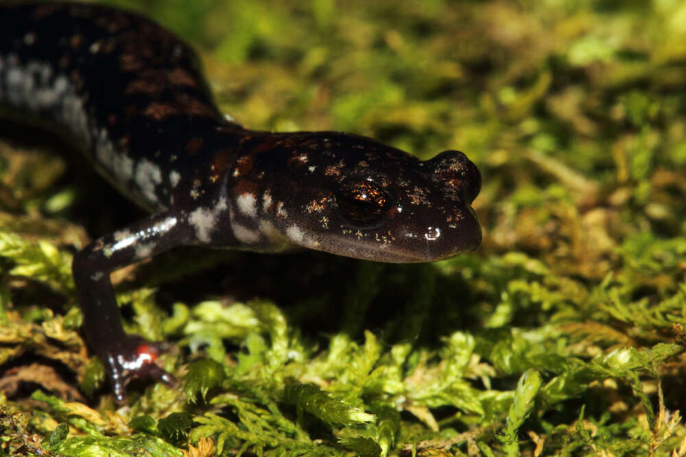 Plancia ëd Plethodon ouachitae Dunn & Heinze 1933