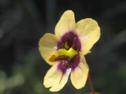 Image of Diascia decipiens K. E. Steiner