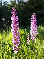 Image of fragrant orchid