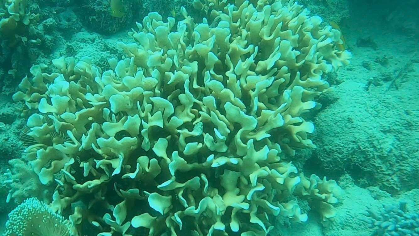 Image of Pavona coral