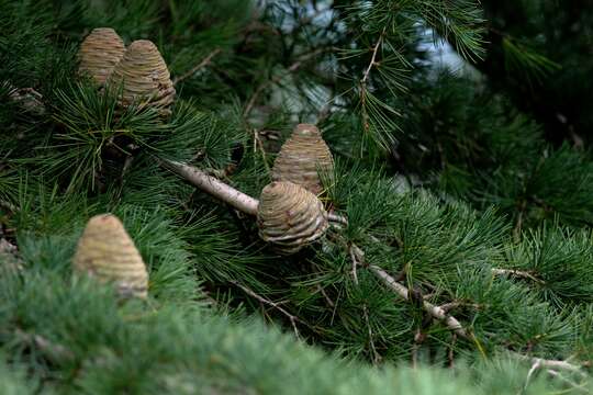 Image of Deodar cedar